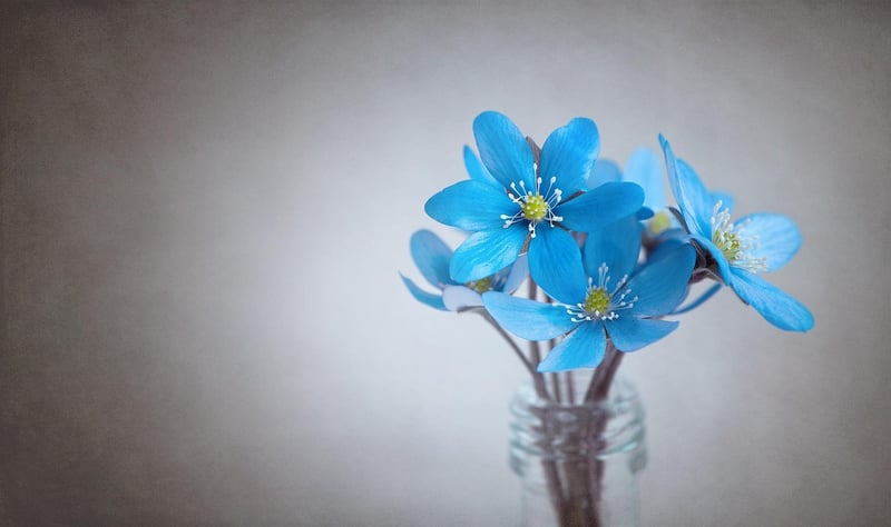 Botanical Art