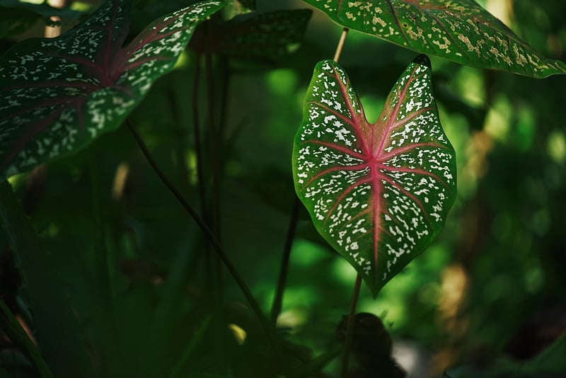 Leaves in a Forest